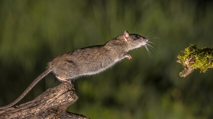 are pet rats the same as wild rats?