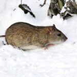 are rats active in the winter?