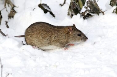 are rats active in the winter?