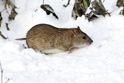 are rats active in the winter?