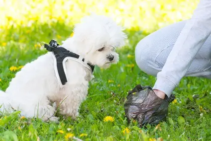 are rats attracted to dog feces?