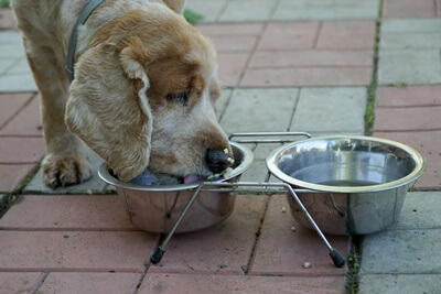 are rats attracted to dog food?