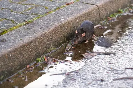 are rats attracted to water?