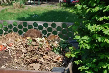 are rats in compost bad?