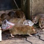 are rats really that bad?
