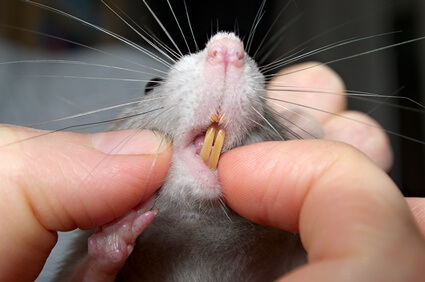 are rats teeth supposed to be yellow?