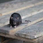 black rat compared to brown rat