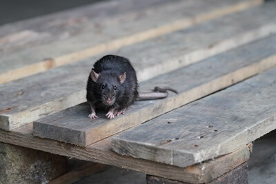 black rat compared to brown rat