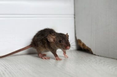 can rats break through walls?