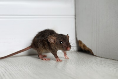 can rats break through walls?