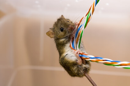 can rats damage electrical wires?