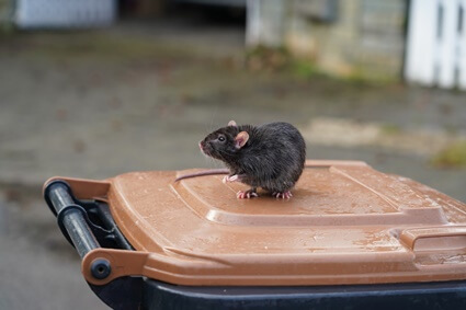 can rats get into trash cans?