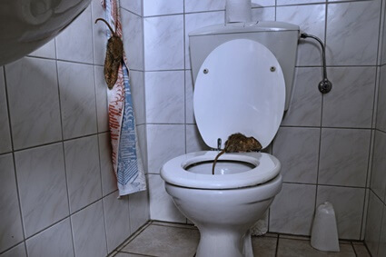 can rats open toilet lids?