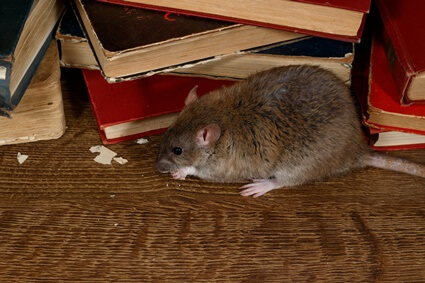 can rats ruin your house?