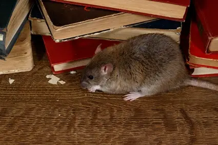 can rats ruin your house?