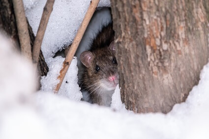 can rats survive freezing temperatures?