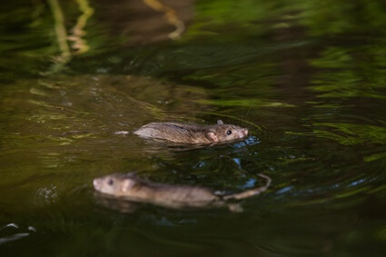 can rats swim in water?