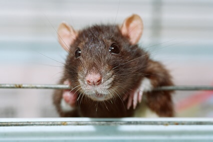 can you tame wild rats?