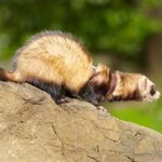 can you use ferrets to catch rats?