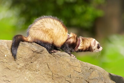 can you use ferrets to catch rats?