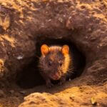 destroying rat burrows