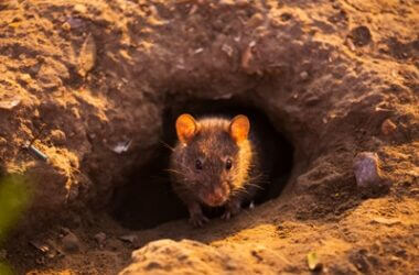destroying rat burrows