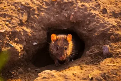 How To Get Rid of Rat Burrows [A Step-By-Step Guide] — Reject Rats