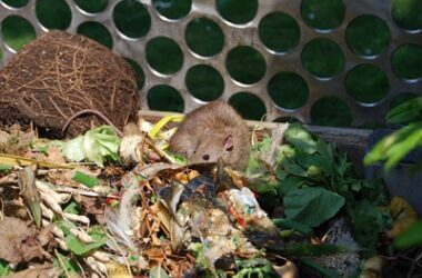 do compost bins attract rats?