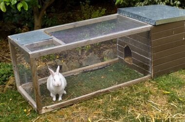 do house rabbits attract rats?