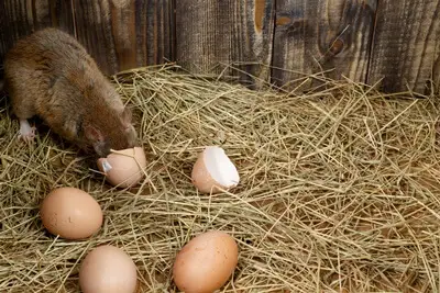 do rats eat bird eggs?