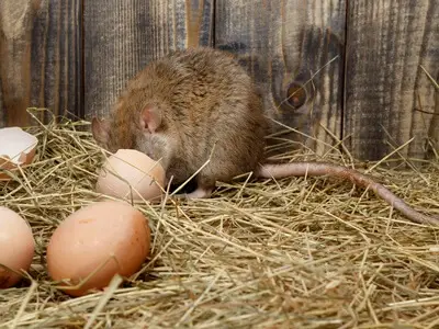 do rats eat egg shells?