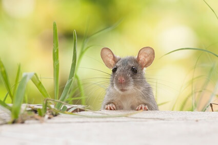 do rats eat mice?