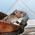 do rats have a strong sense of smell?
