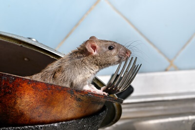 do rats have a strong sense of smell?