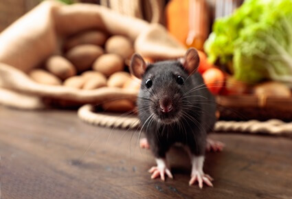 do rats have bad eyesight?