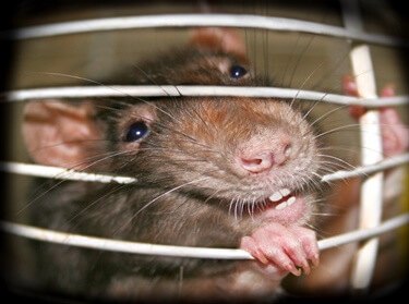 do rats have canine teeth?