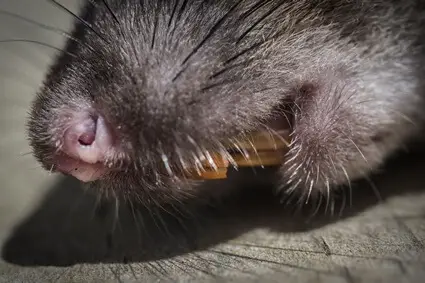 do rats have premolars?