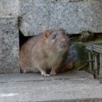 do rats have sensitive hearing?
