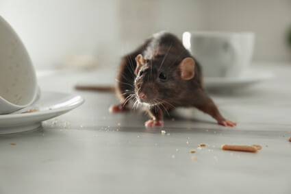 do rats like dirty houses?