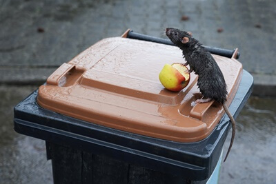 do rats like the rain?