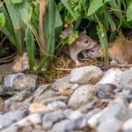 do rats prefer light or dark?