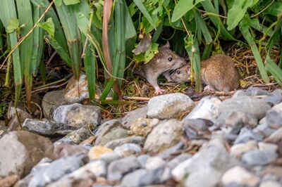 do rats prefer light or dark?