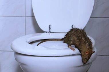do rats really come up the toilet?