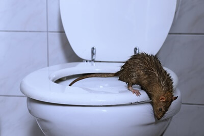 do rats really come up the toilet?