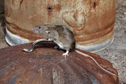 do rats scream when hurt?