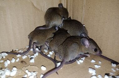 do rats stay in one place?