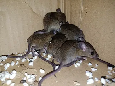 do rats stay in one place?