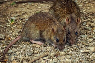 do rats talk to each other?