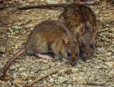 do rats talk to each other?