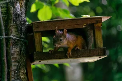 do squirrel feeders attract rats?